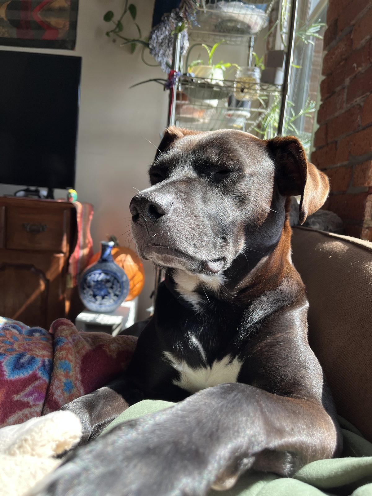 Zeus resting in a beam of sunlight on the couch, eyes closed