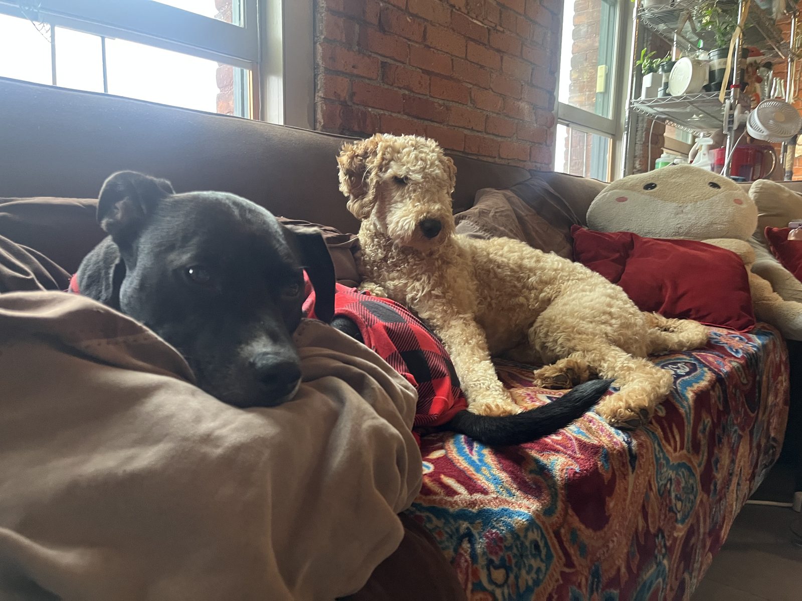 Zeus and Mabey resting together on the couch