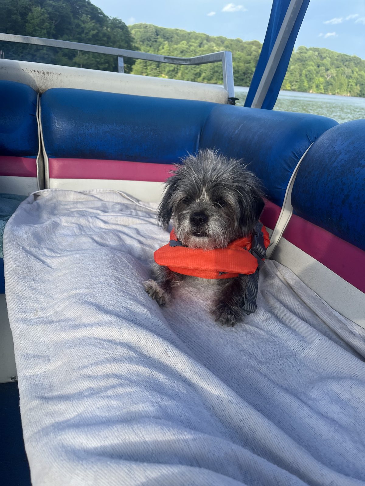 Roxie sitting on a boat seat wearing an orange life jacket, lake and tree-covered shore behind her